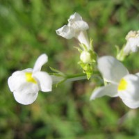 Photo Thumbnail #15: More wildflowers.