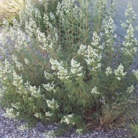 Photo Thumbnail #4: Native plant - Fernbush 