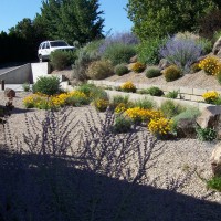 Photo Thumbnail #3: Xeriscape thrives with no water.