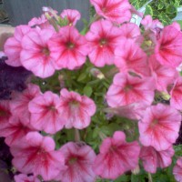 Photo Thumbnail #2: SuperPetunia