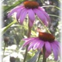 Photo Thumbnail #18: Purple Cone Flower