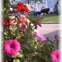 Photo Thumbnail #30: Front yard