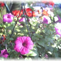 Photo Thumbnail #29: Hanging Baskets