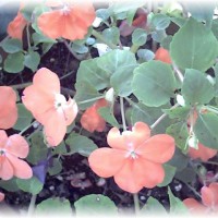 Photo Thumbnail #28: Impatiens