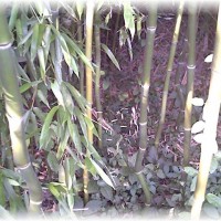 Photo Thumbnail #25: Bambu