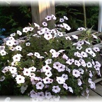 Photo Thumbnail #19: Super Petunia