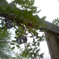 Photo Thumbnail #3: Wisteria