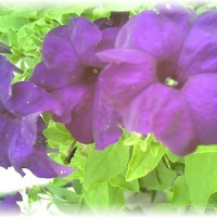 Photo Thumbnail #27: This color Petunia Smells Wonderful