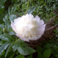 Photo Thumbnail #8: Peonies