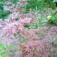 Photo Thumbnail #6: Japanese Maple