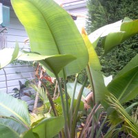 Photo Thumbnail #1: Bird of Paradise