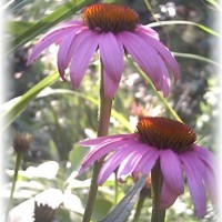 Photo Thumbnail #22: Purple Cone Flower