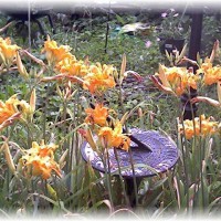 Photo Thumbnail #26: Daylilies