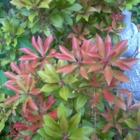 Photo Thumbnail #4: Japanese Pieris