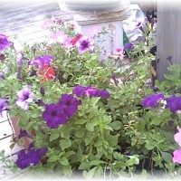 Photo Thumbnail #20: Crazy Petunias