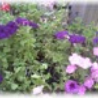 Photo Thumbnail #23: I love Petunias