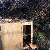 Photo Thumbnail #25: dry food feeding area for cats afraid to enter...