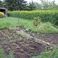Photo Thumbnail #17: My old strawberry patch before landscaping.