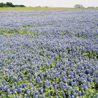 Photo Thumbnail #18
