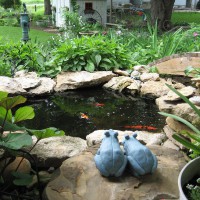 Photo Thumbnail #1: DIY Pond ~900 gallons