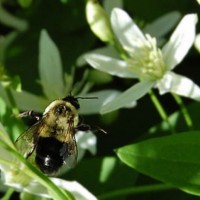 Photo Thumbnail #3: Sweet Autumn Clematis