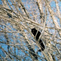 Photo Thumbnail #10: We are lucky to have black squirrels!