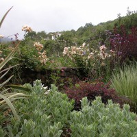 Photo Thumbnail #4: Rose 'Cornelia', Cotinus, Loropetalum,...