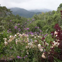 Photo Thumbnail #5: Hybrid musk roses, clematis, cotinus, and...