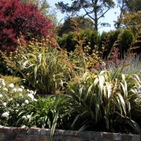 Photo Thumbnail #4: Planting has Phormium 'Tricolor', roses,...