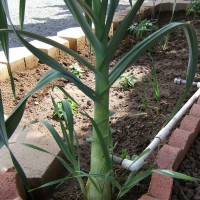 Photo Thumbnail #12: Ever see a garlic this big before?