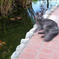 Photo Thumbnail #8: Smokey Joe, guarding his fish.