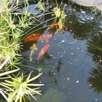 Photo Thumbnail #6: Koi in large pond.