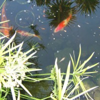 Photo Thumbnail #7: Kohaku and Sanke Koi