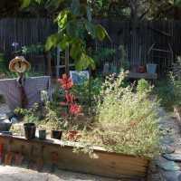 Photo Thumbnail #13: Veggie garden-a challenge with limited sunlight