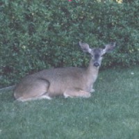 Photo Thumbnail #3: Lazy days. Front yard.