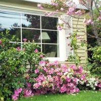 Photo Thumbnail #2: View from entryway. Best show of blooms is...