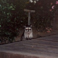 Photo Thumbnail #8: Visitor. This is an old photo, before the deck...