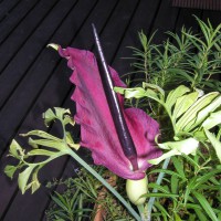 Photo Thumbnail #19: Arum (corpse flower)