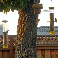 Photo Thumbnail #19: the finches love our new backyard