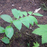 Photo Thumbnail #13: I transplanted this wild False Solomon's Seal...