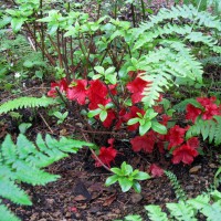 Photo Thumbnail #12: Another Azalea I transplanted from the yard is...