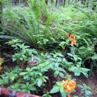 Photo Thumbnail #11: Orange Azalea blossoms along my forest trail...