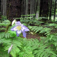 Photo Thumbnail #9: June 1, 2010  Mother nature is finally gracing...