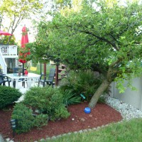 Photo Thumbnail #1: Existing Zen-like bed in back yard cleaned up.