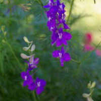 Landscaping Ideas > The Family Yard | YardShare.com