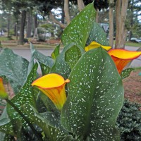 Photo Thumbnail #18