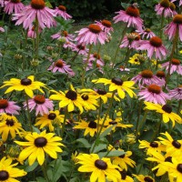 Photo Thumbnail #1: coneflowers and black-eyed susans