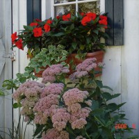 Photo Thumbnail #13: Fall window box