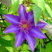 Photo Thumbnail #6: clematis