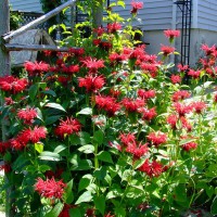 Photo Thumbnail #8: Red Monarda, right beside a smaller arbour - to...